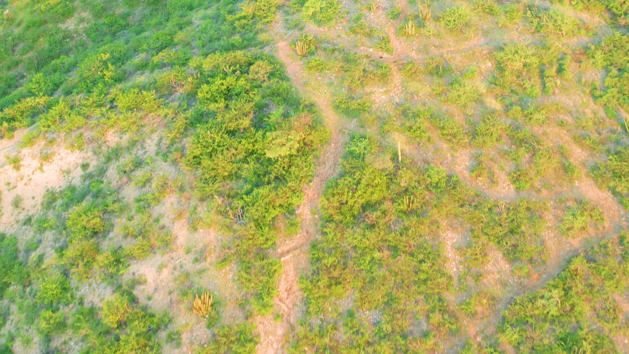 Aerial frame over Cabo Pulmo vegetation where intersecting pale footpaths run between dense shrubs and small clearings, with no visible people.