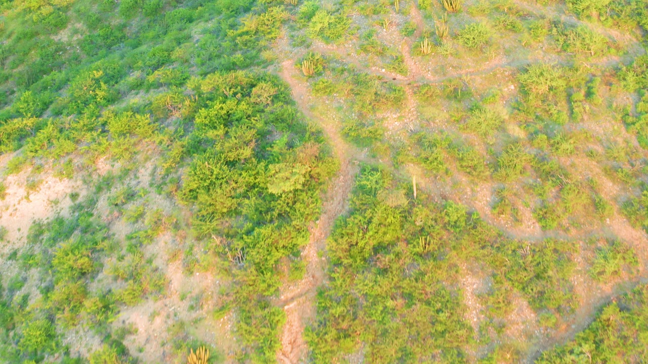 High drone view in Cabo Pulmo showing a looping dirt track around green bushes and low vegetation, with no visible people.