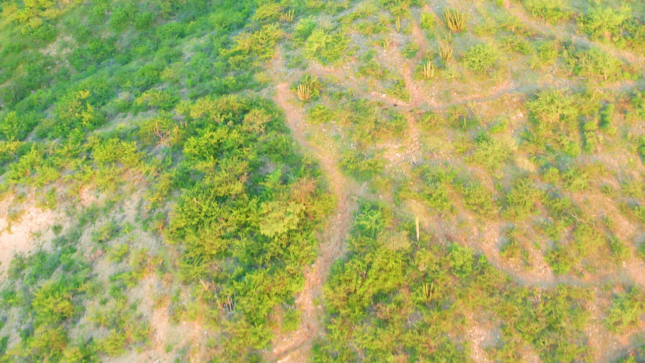 Sunlit overhead view of Cabo Pulmo scrub terrain with branching footpaths, patchy sand, and mixed green vegetation, with no visible people.