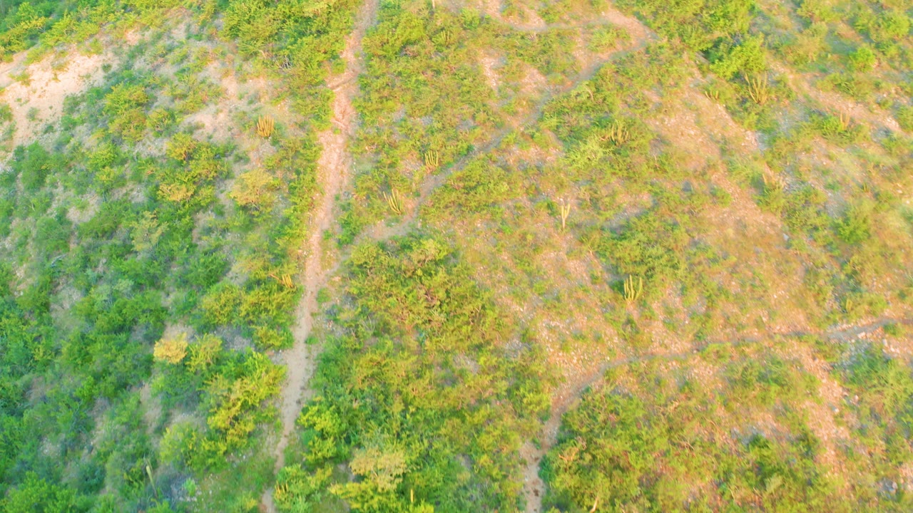 Overhead frame in Cabo Pulmo, Baja California Sur, showing a tan dirt path running near the left side through green shrubs, pale dry ground, and no visible people.