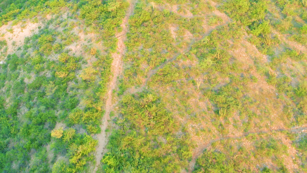 Overhead frame in Cabo Pulmo with a narrow path running vertically through thick shrubs and patchy brown ground, with no visible people or vehicles.