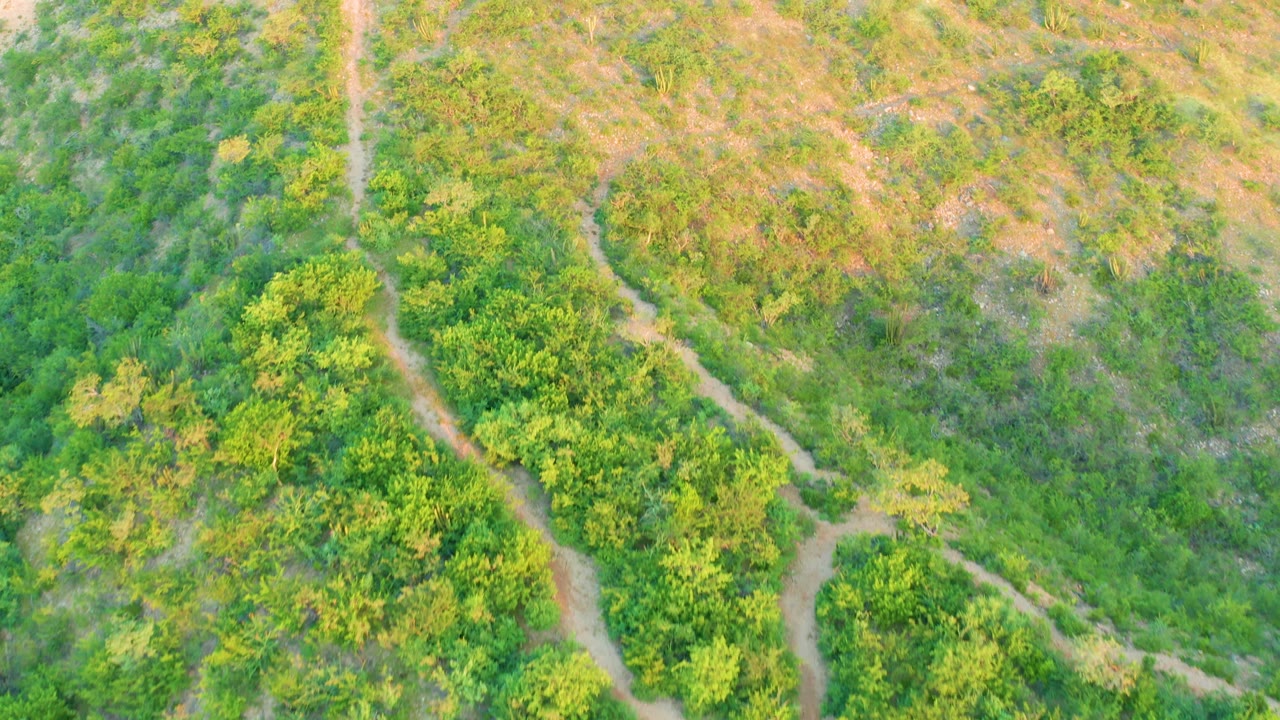 Aerial frame over Cabo Pulmo brushland where a narrow tan trail curves between green vegetation and patches of dry brown ground, no visible people.