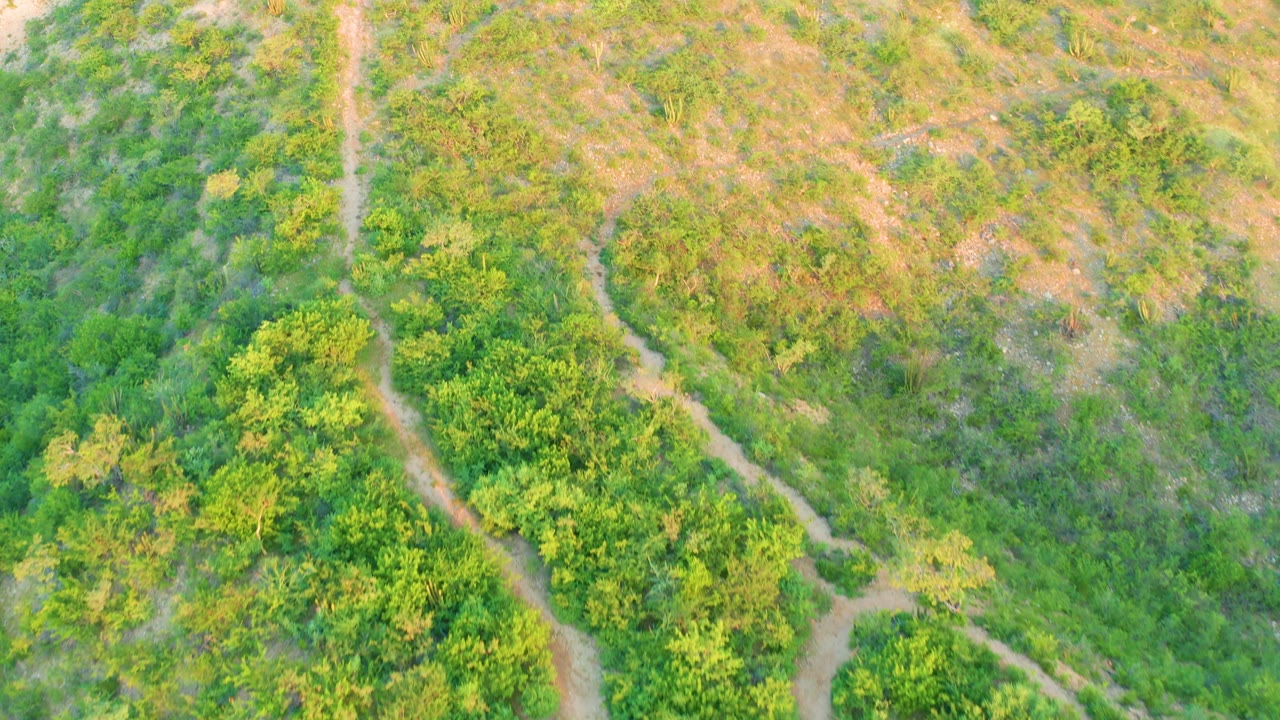 Downward aerial view in Cabo Pulmo showing scattered shrubs, a pale dirt path near the center, and dry hillside ground with no visible people.