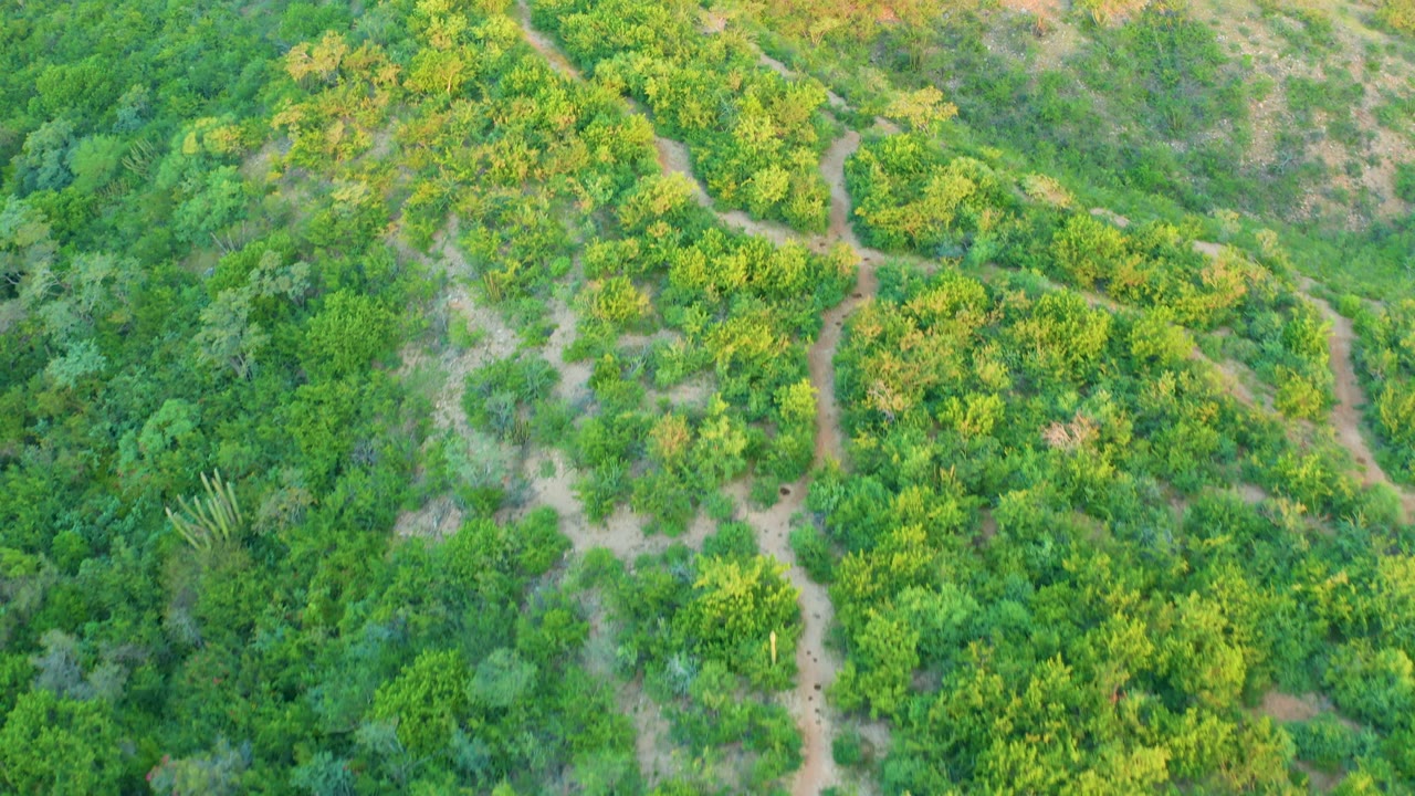 Aerial view of branching dirt paths through thick greenery.