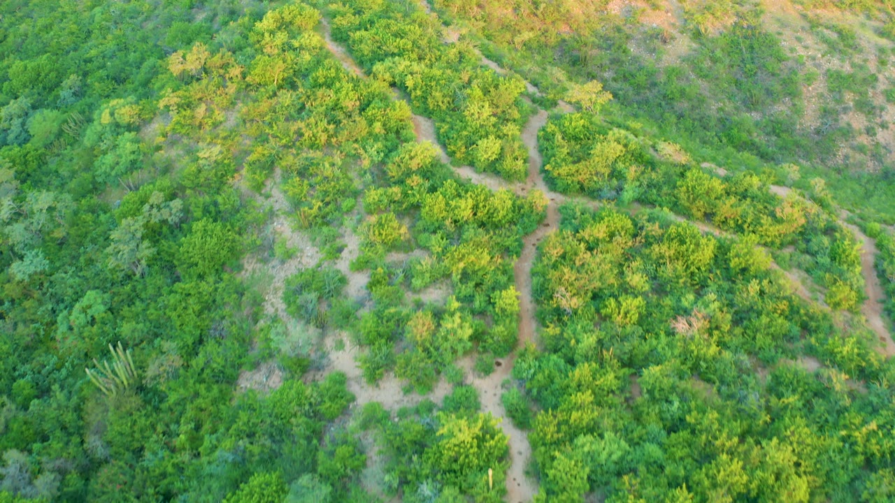 High overhead frame in Cabo Pulmo with a winding dirt trail running through bright green hillside vegetation and scattered dry patches, with no visible people.