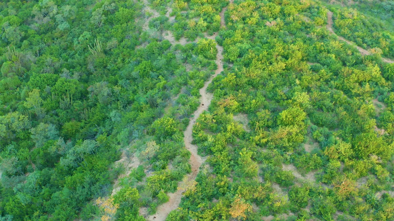 Aerial frame over Cabo Pulmo greenery with the dirt trail shifting closer to center and no visible people.