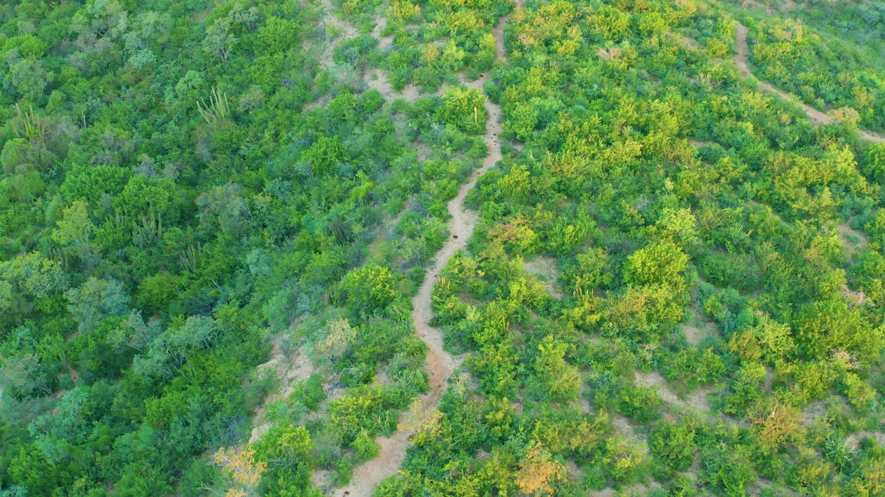 Aerial view in Cabo Pulmo with dense vegetation, a pale path bending through the frame, and no visible people.