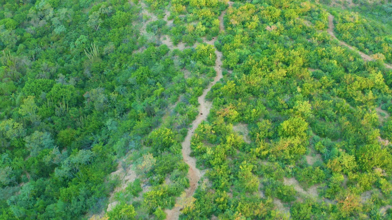 High aerial frame over Cabo Pulmo forest with a winding trail along the left-center area and no visible people.