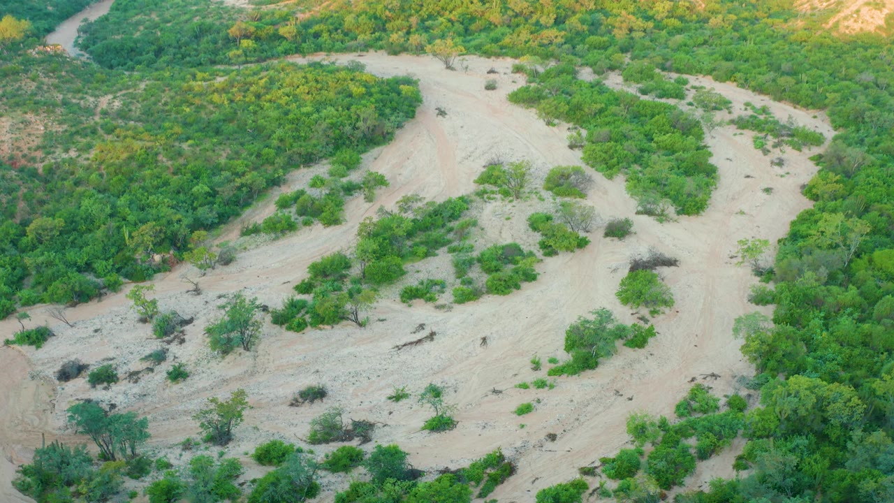 Aerial view of a pale dry riverbed winding through dense green vegetation.