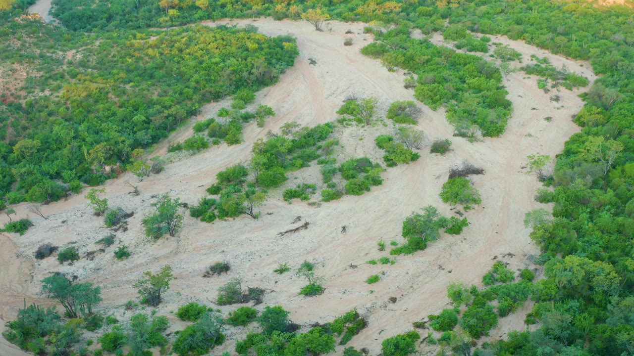 Aerial view over Cabo Pulmo terrain where the pale dry channel bends between dense green growth, exposed earth, and scattered shrubs with no visible people.