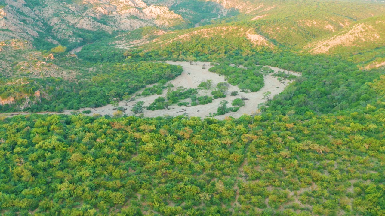 Cabo Pulmo aerial frame showing a broad band of tree canopy, a light-toned river channel near the upper valley, layered hills in the background, and no visible people.