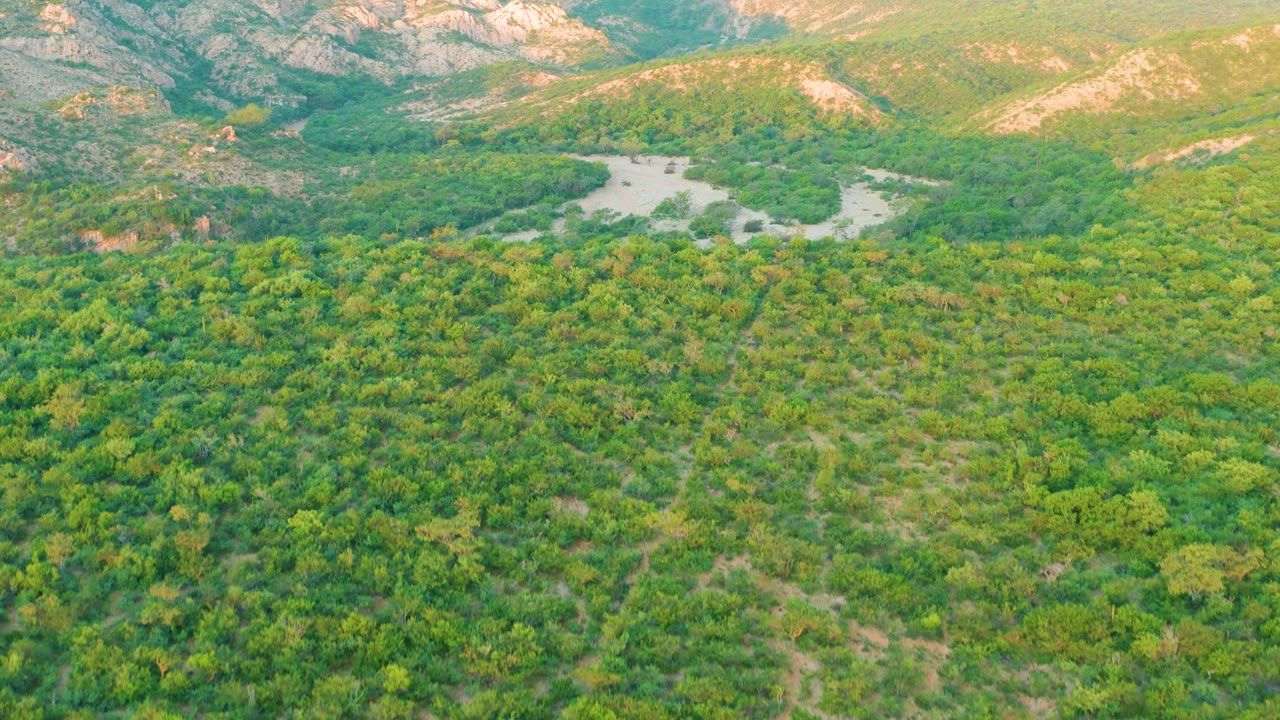 Aerial view in Cabo Pulmo, Baja California Sur, Mexico, with dense vegetation across the foreground, a pale river bend near the upper center, rocky mountains, and no visible people.