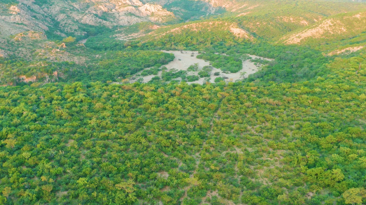 Aerial view in Cabo Pulmo, Baja California Sur, Mexico, with dense green forest in the lower frame, pale river water across the middle distance, rocky hills, and no visible people.