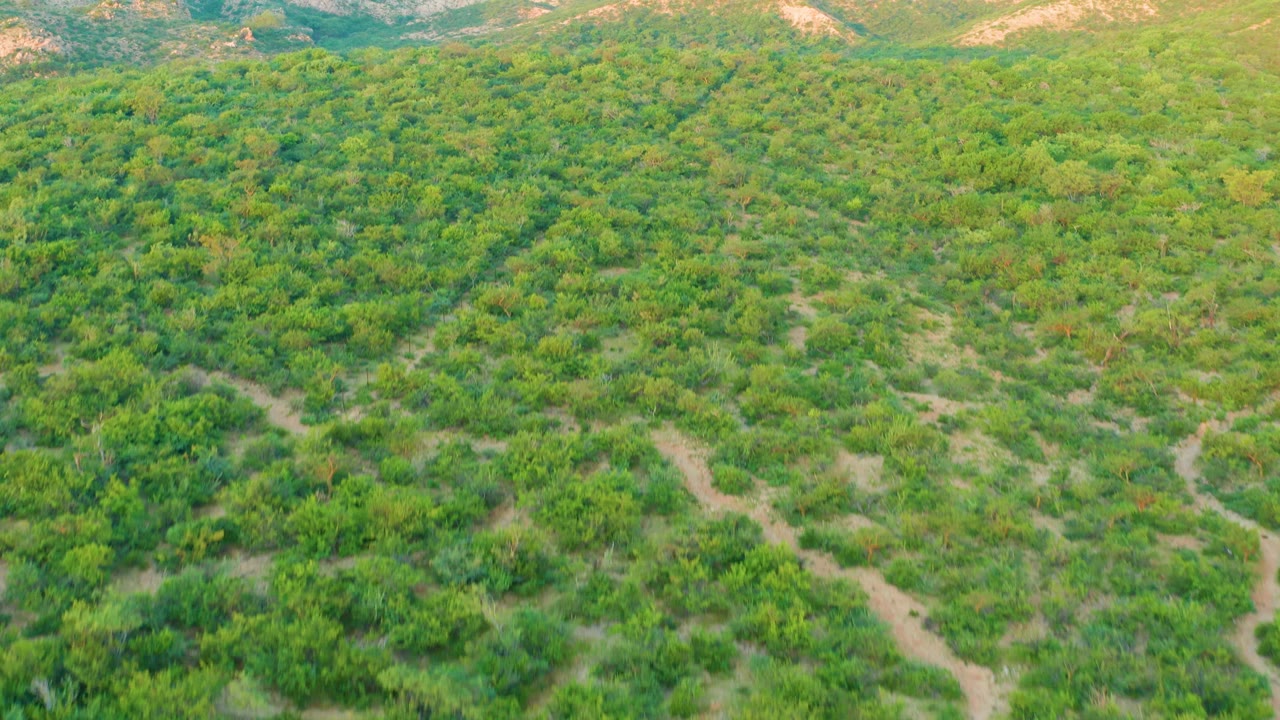Aerial frame over dense green trees and shrubs in Cabo Pulmo, Baja California Sur, with pale dirt gaps and low hills at the top, no visible people.