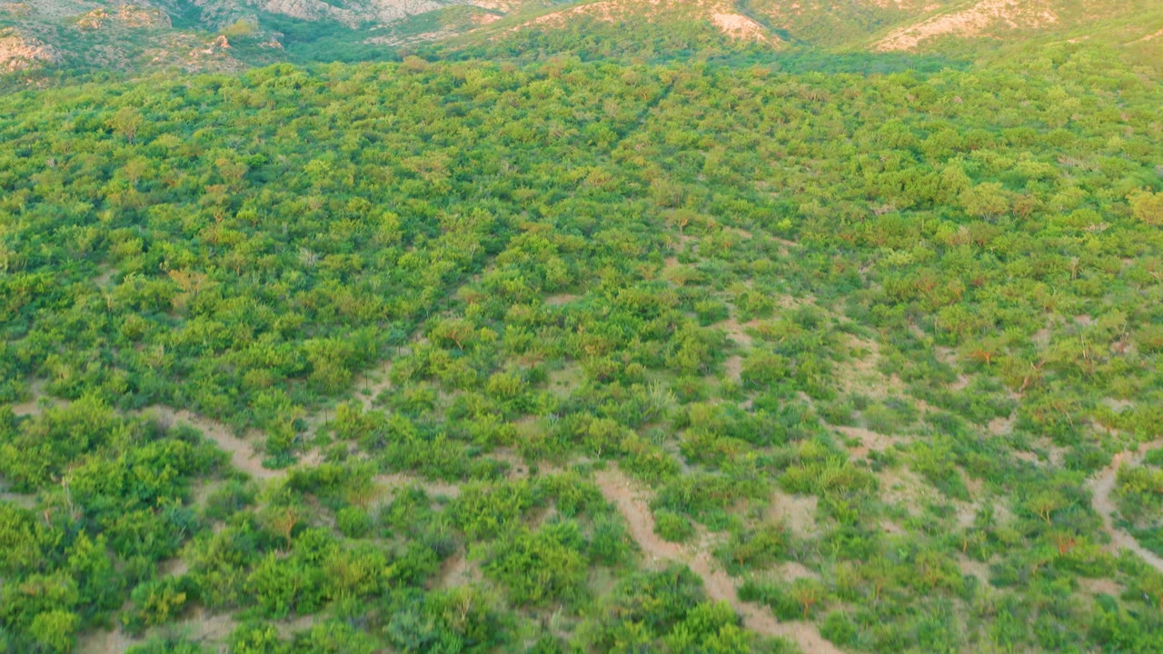 This aerial view in Cabo Pulmo looks across continuous green tree cover, with faint dirt openings in the foreground and low hills beyond, no visible people.