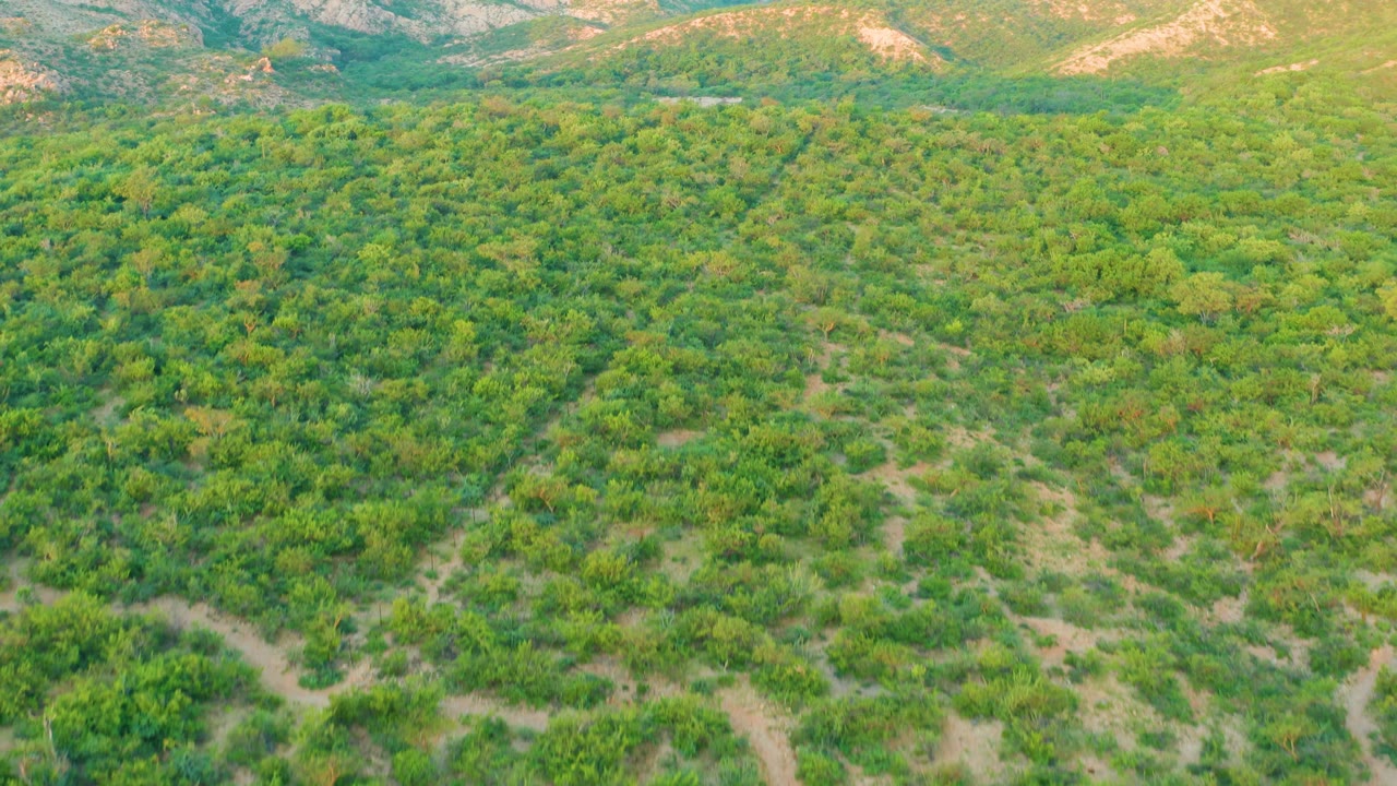 Aerial landscape of dense green vegetation with brighter hills behind.