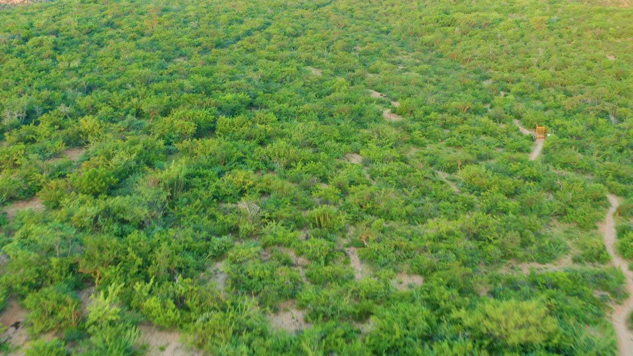 Aerial view of green cultivated vegetation crossed by narrow dirt paths.