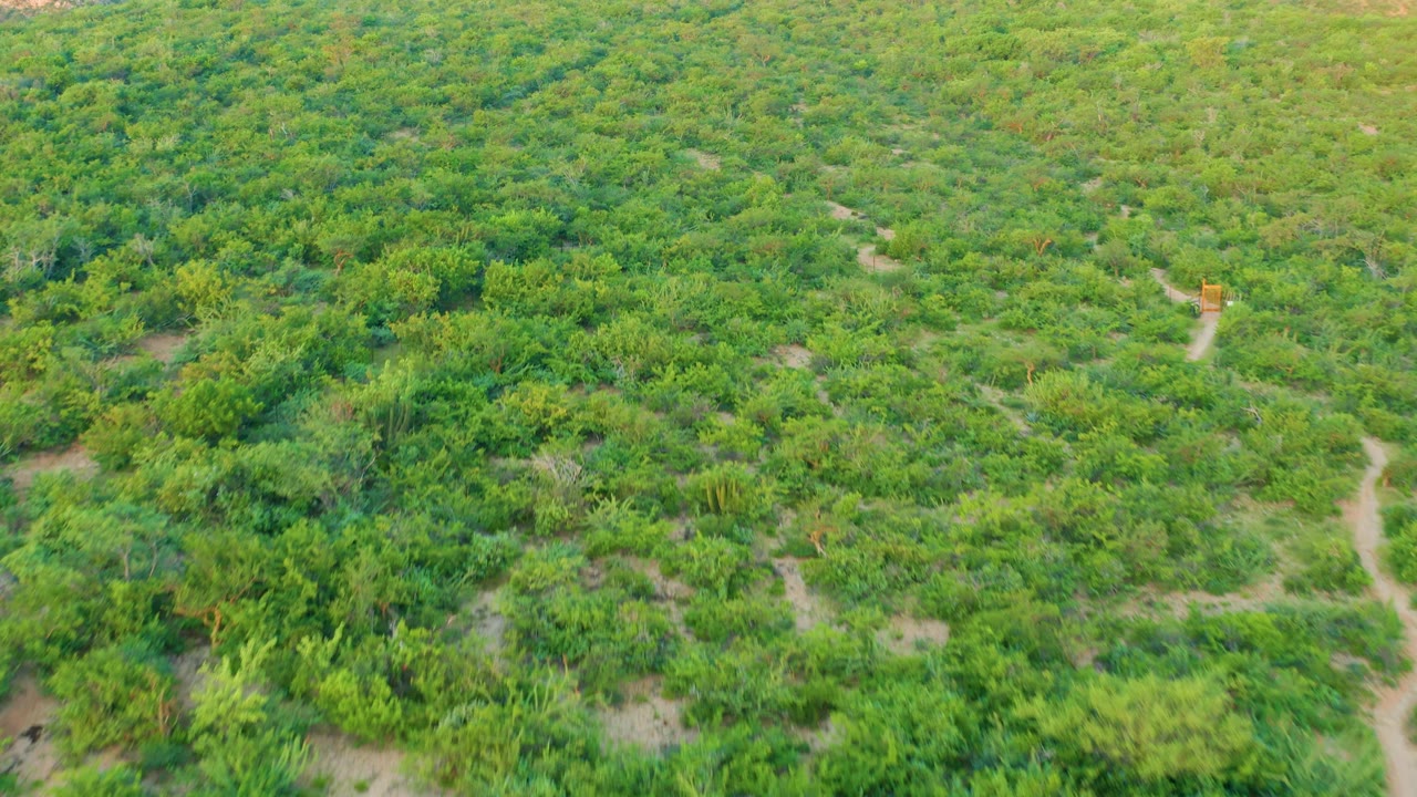 Elevated view of a Cabo Pulmo cultivated field where a central dirt track bends between dense rows of green vegetation, with no visible people.