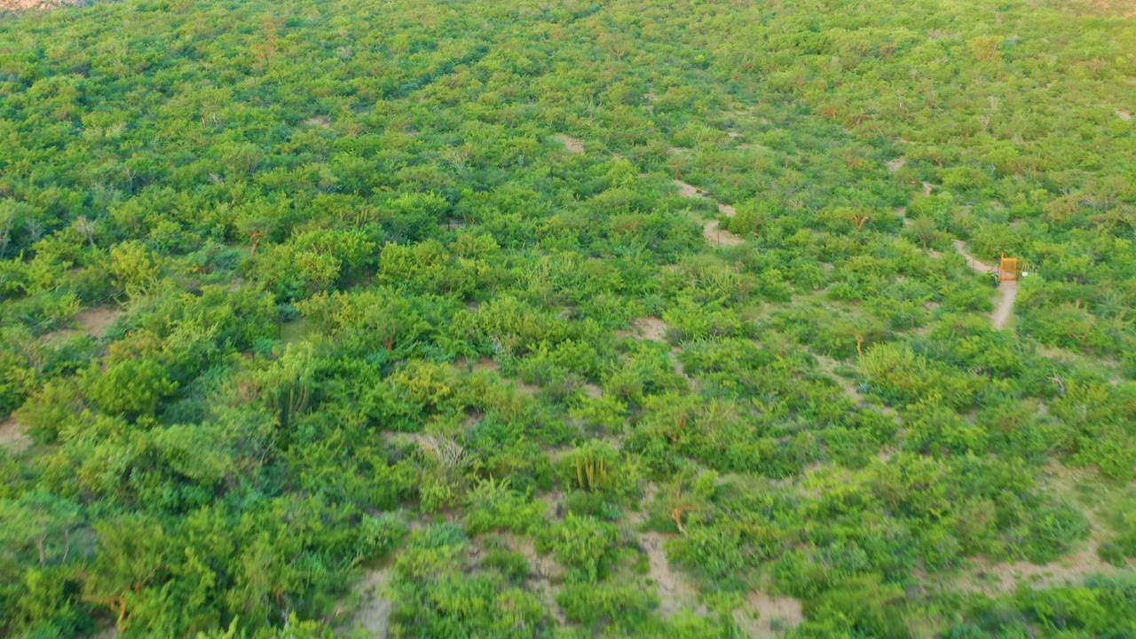 Aerial frame of green cultivated land in Cabo Pulmo with a small tan structure beside a pale dirt path on the right side and no visible people.