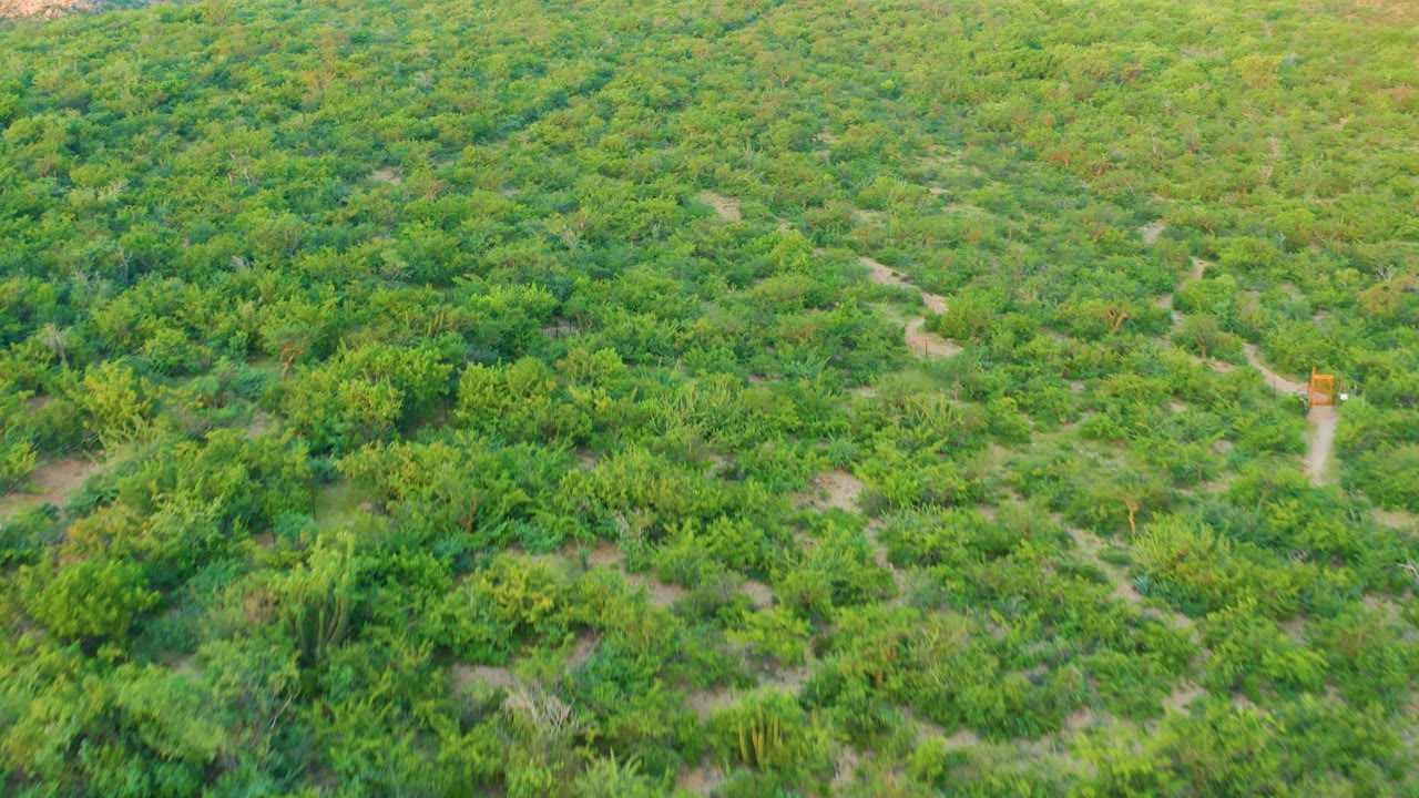 High angle view across a Cabo Pulmo green field where several pale dirt paths intersect between cultivated rows, with no visible people.