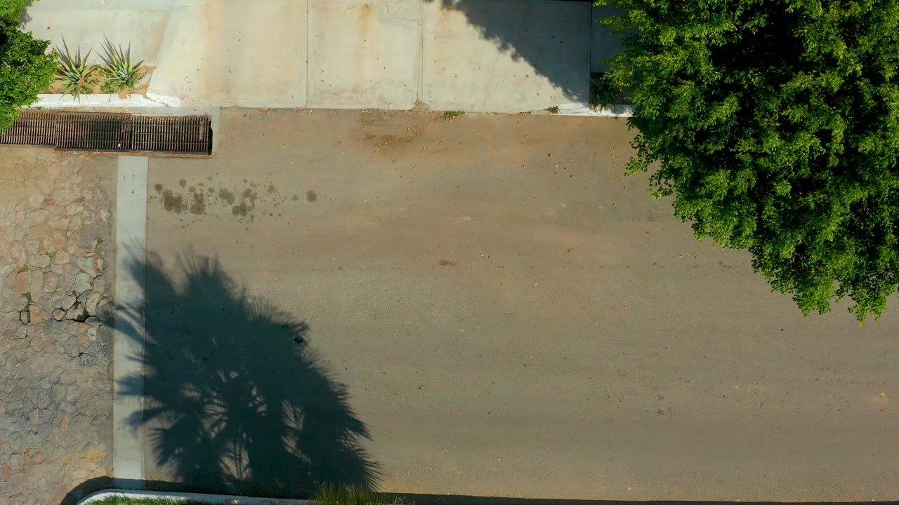 Overhead frame in San Jose Del Cabo showing an empty paved street, pale sidewalk, small plants near a grate, tree canopy at right, and no visible people.