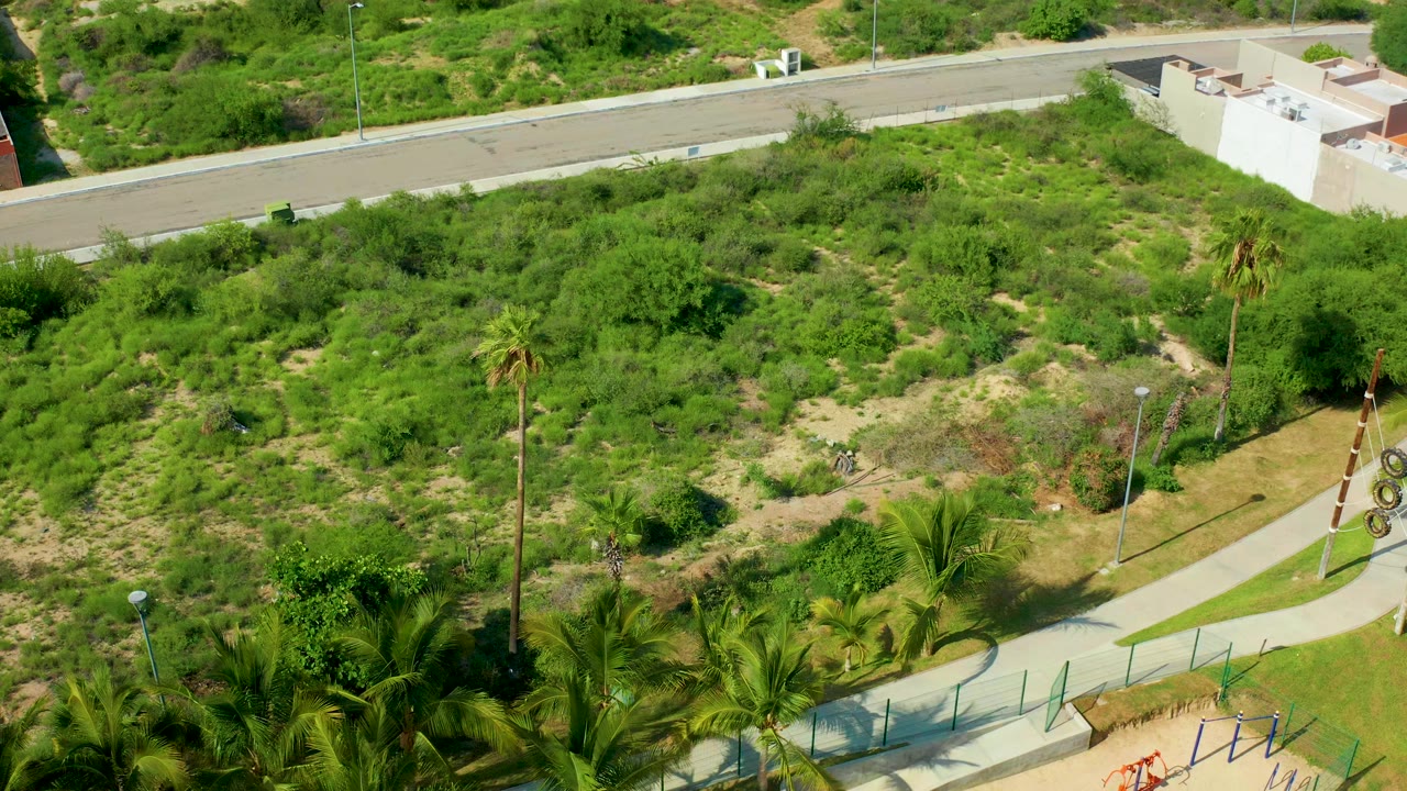 Aerial frame from San Jose del Cabo showing a paved road at the top, dense green hillside vegetation, palm trees, a curving path, and no visible people.