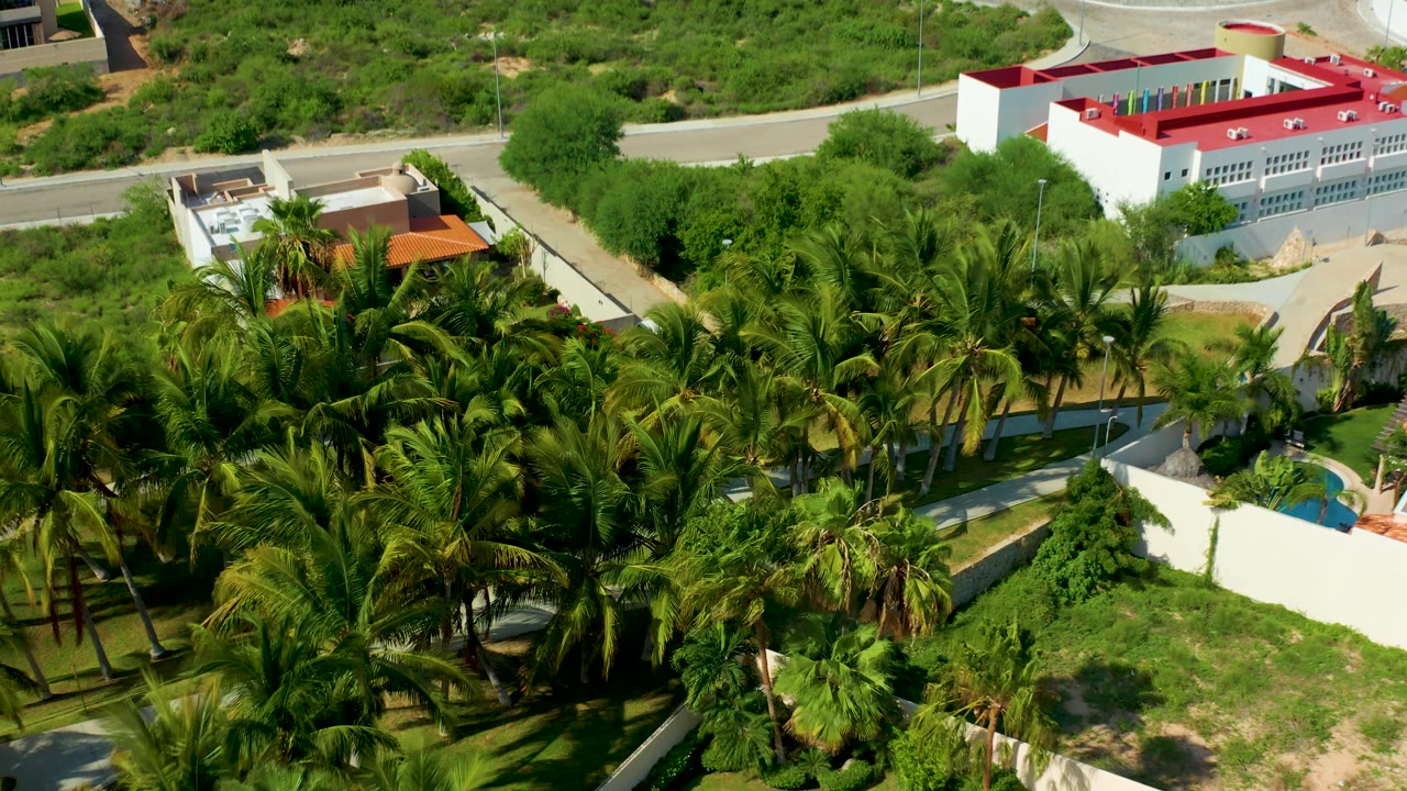 San Jose Del Cabo residential aerial showing thick palms in the foreground, white walls, a road at the top, red-roofed buildings, and a small blue pool edge with no visible people.