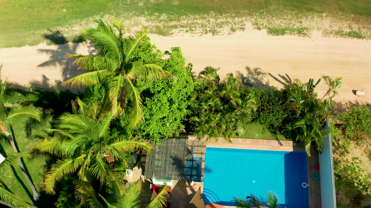 Aerial view of a palm canopy beside a blue swimming pool and sandy beach.