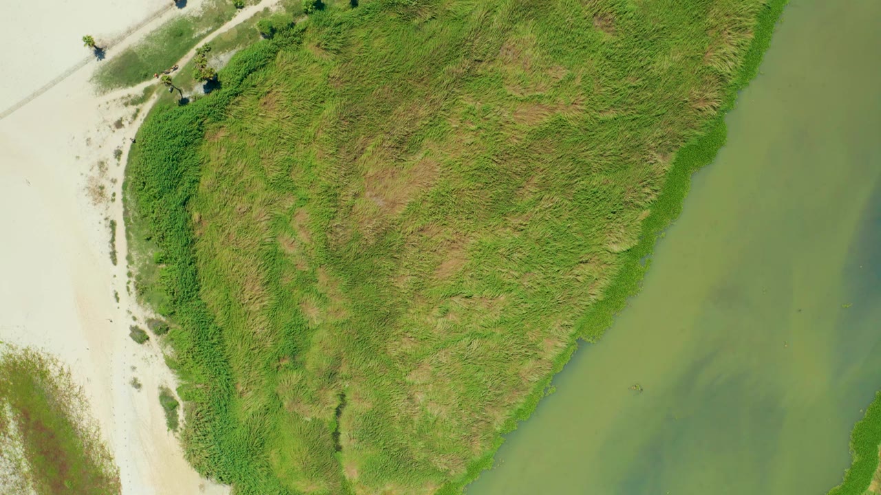 Top-down San Jose Del Cabo frame showing dense green marsh grass, a light sandy strip, shallow green water, and no visible people.