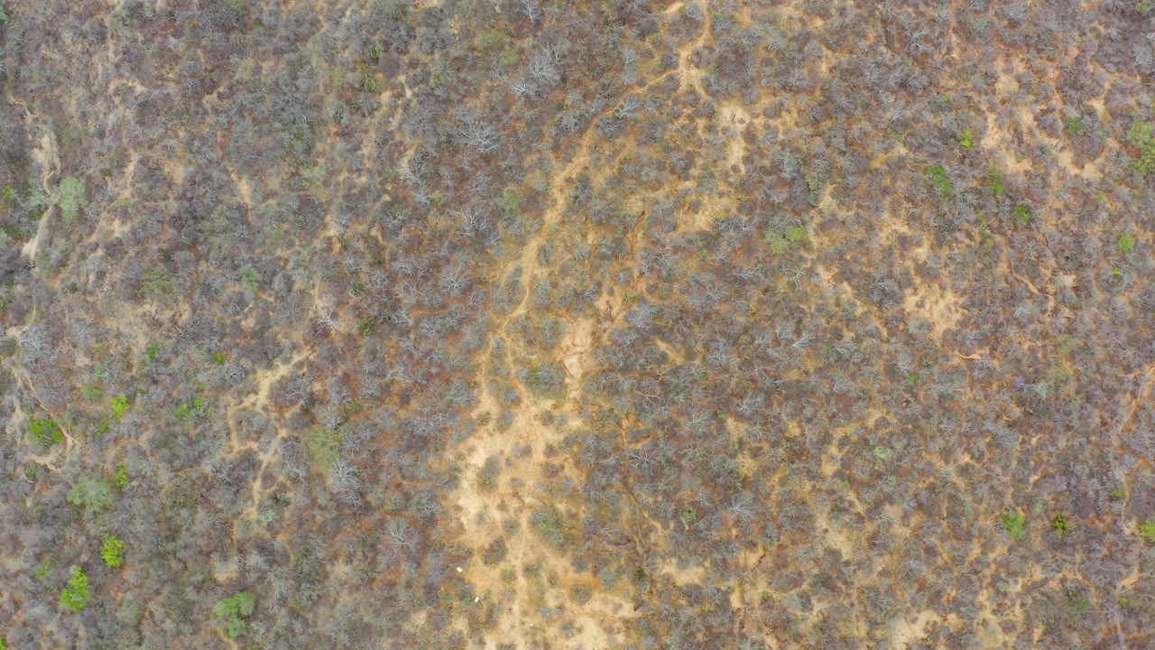 Overhead view of dry scrubland with pale branching tracks