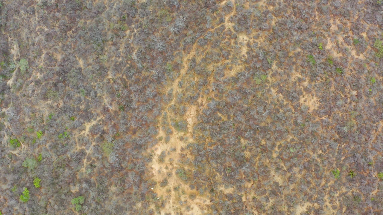 Top-down La Playita Los Cabos aerial frame showing dry brush, muted brown vegetation, small green patches, and a light diagonal path with no visible people.