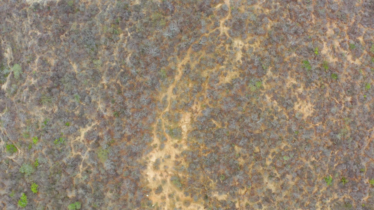 Top-down La Playita Los Cabos frame with dense dry scrub, pale branching dirt marks, a few green shrubs, and no visible people, vehicles, or buildings.