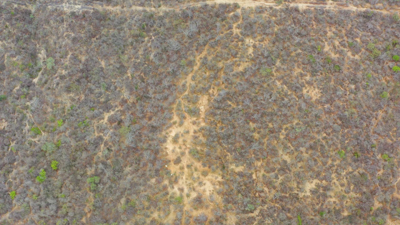 Overhead dry grassland with pale dirt paths and sparse shrubs.