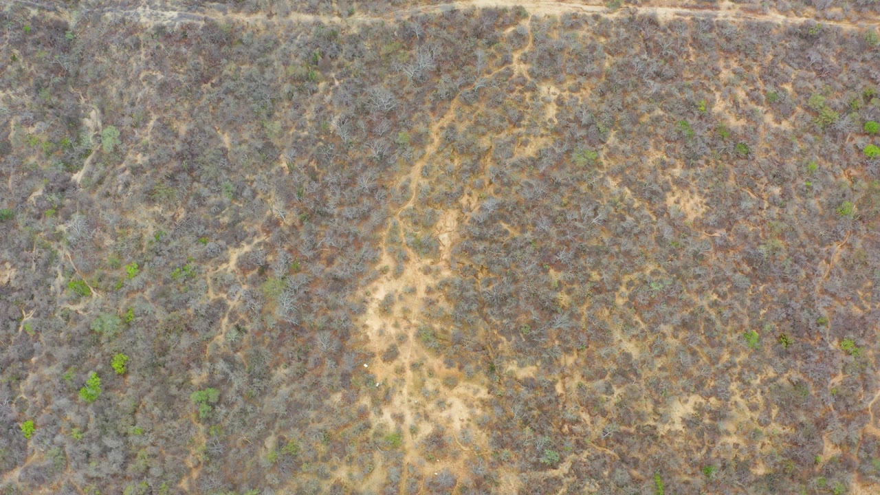 Overhead frame from La Playita Los Cabos showing branching pale ground marks through dense gray scrub, small green patches, and no visible people.