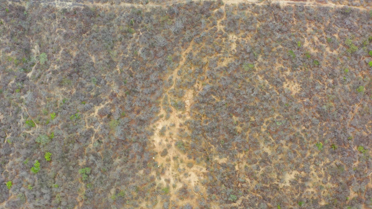 Straight-down aerial view in La Playita Los Cabos with tan exposed earth, gray and brown vegetation, a few bright green shrubs, and no visible people.