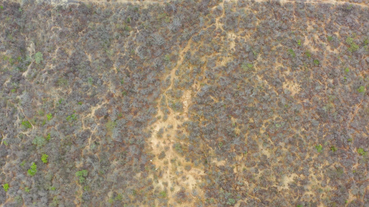 Aerial straight-down frame of La Playita Los Cabos dry field, where pale irregular paths run through gray scrub and small green plants, with no visible people.