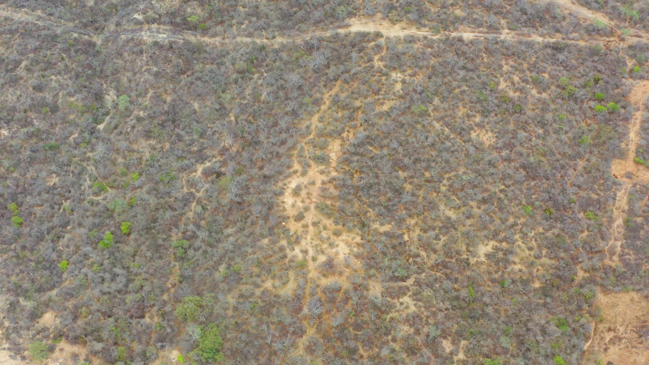 Overhead view of dry scrubland in La Playita Los Cabos, Mexico, with pale soil paths running through brown brush and scattered green shrubs, no visible people.