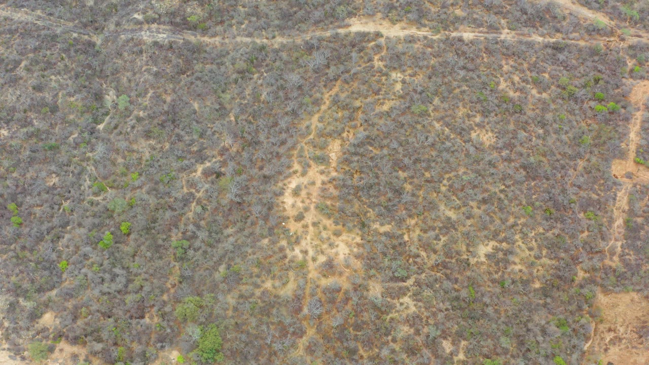 Top-down arid brushland with branching pale trails and sparse green plants.
