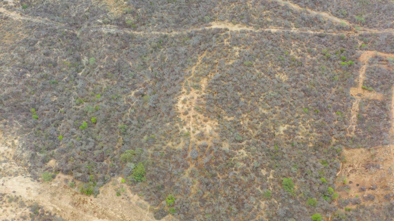 Overhead La Playita Los Cabos frame with a pale vertical dirt track, mottled dry scrub, a tiny dark animal near the open ground, and no visible people.