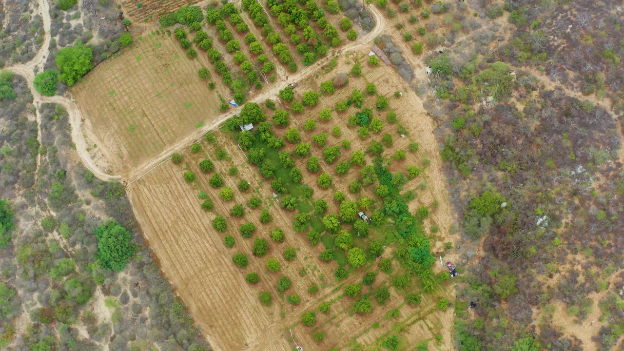 Aerial frame in La Playita Los Cabos, Mexico with diagonal rows of orchard trees, a pale dirt road crossing the field, dry brush at the edge, and no visible people.