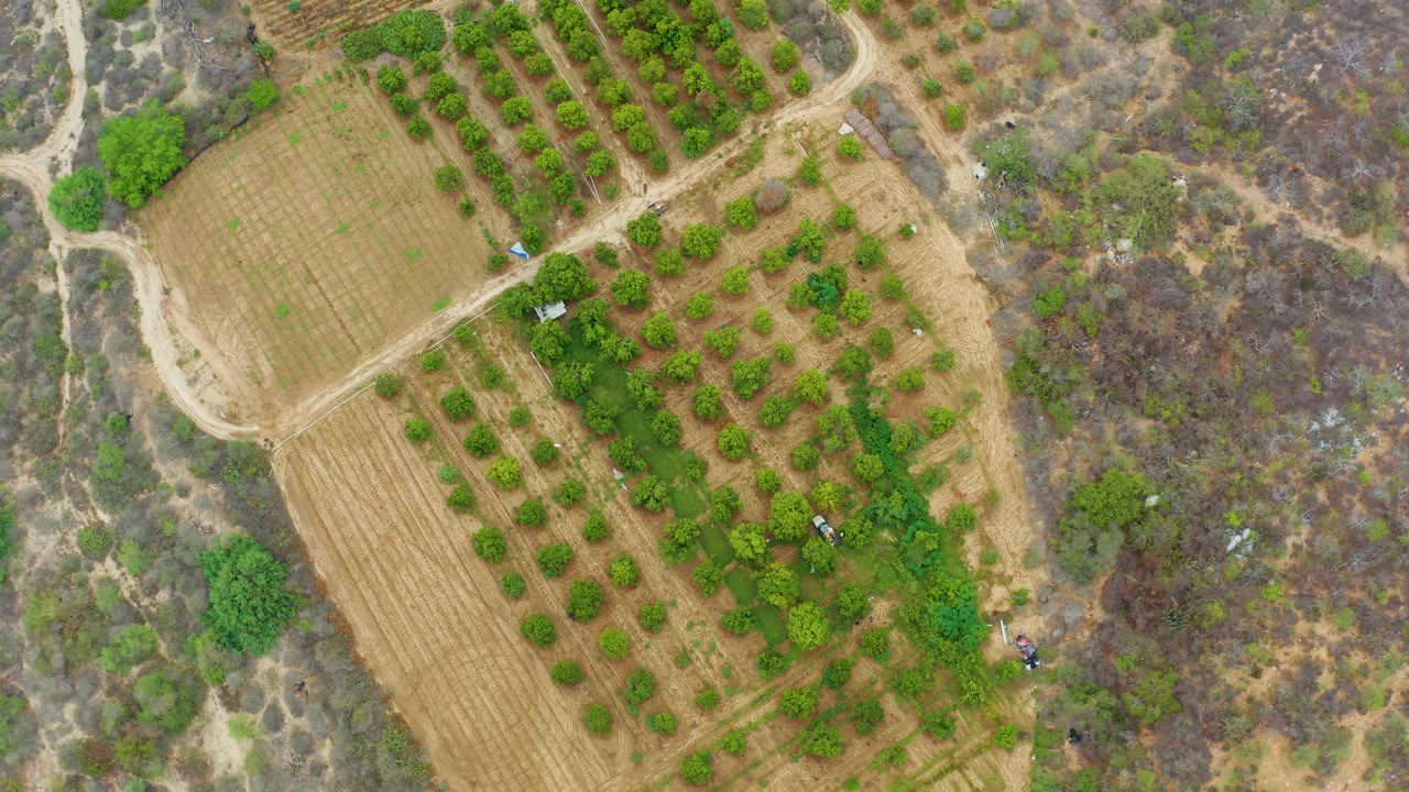 Drone-style overhead frame in La Playita Los Cabos, Mexico showing tree rows, crossing dirt tracks, tan field sections, dry hillside brush, and no visible people.