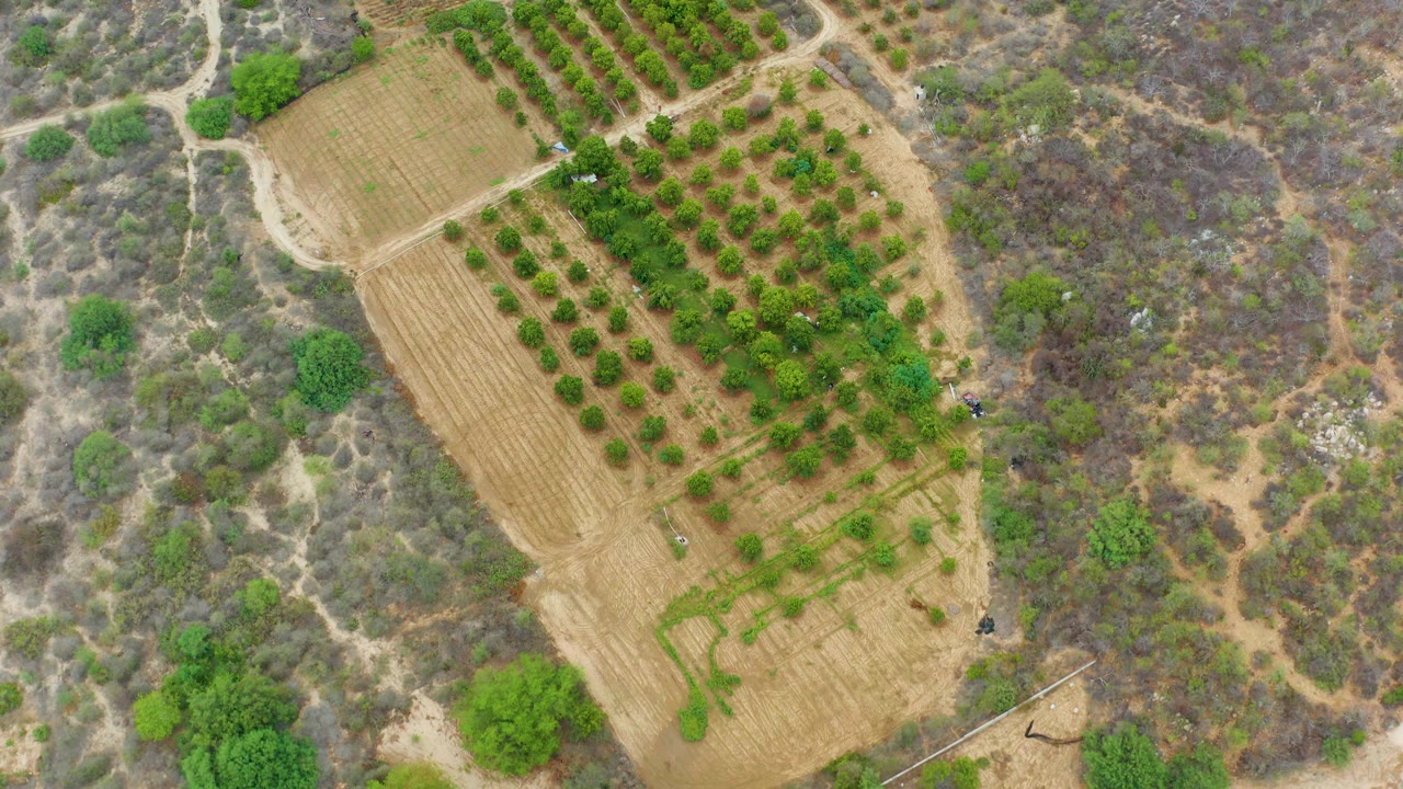 High overhead view of young orchard rows and tan soil beside dry scrubland in La Playita Los Cabos, Mexico, with no visible people.