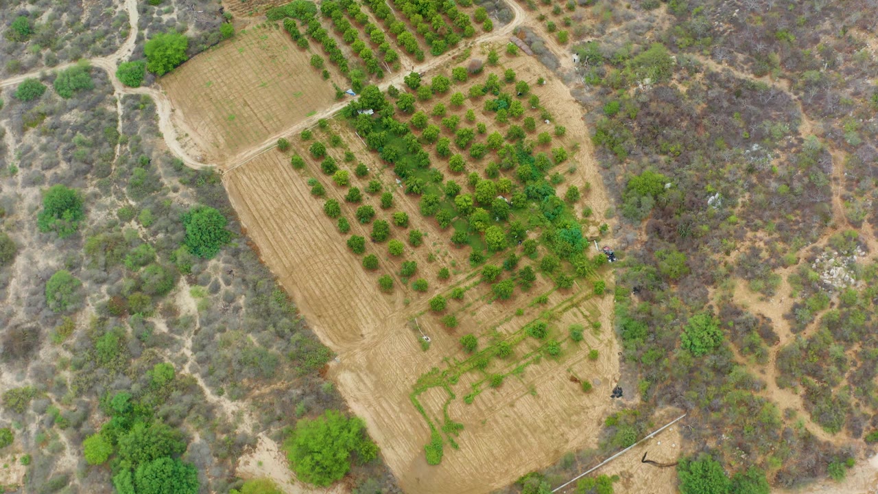 Aerial overhead frame showing planted green tree rows, pale dirt tracks, and dry brush around the field in La Playita Los Cabos, Mexico, with no visible people.