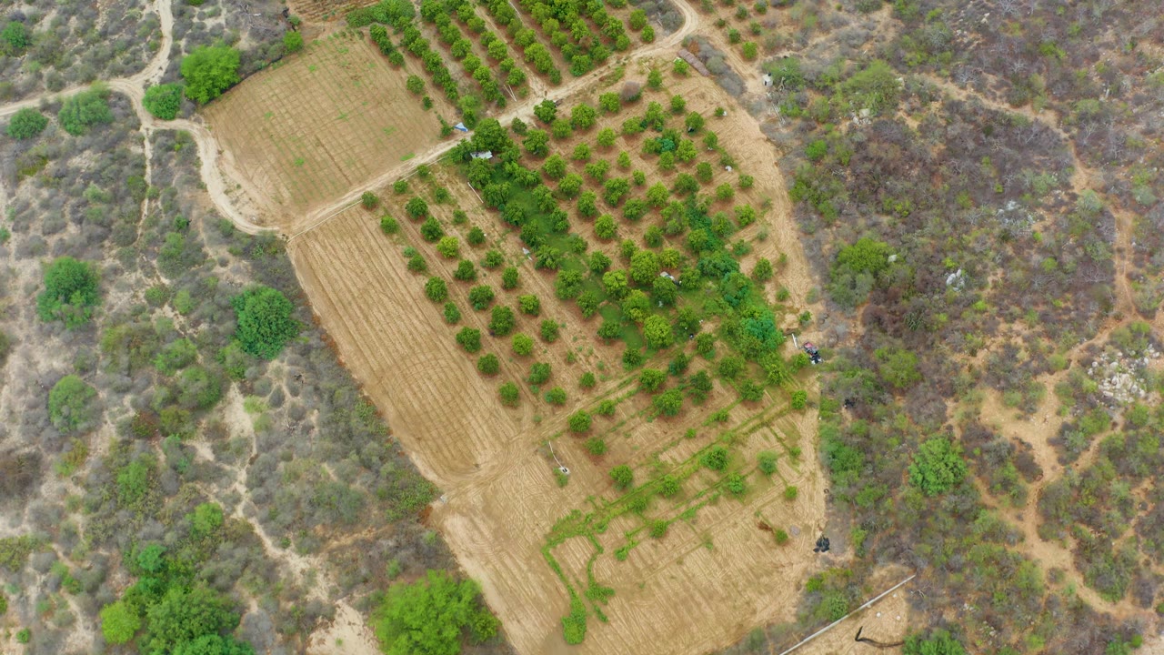 Overhead view of the orchard grid bordered by gray-brown arid vegetation and scattered green trees in La Playita Los Cabos, Mexico, with no visible people.