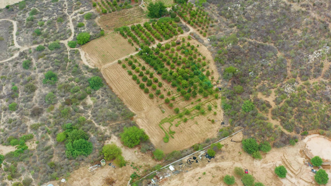 Opening aerial frame over La Playita Los Cabos showing a tilled field with green tree rows bordered by dry scrubland and dirt tracks, with no visible people.