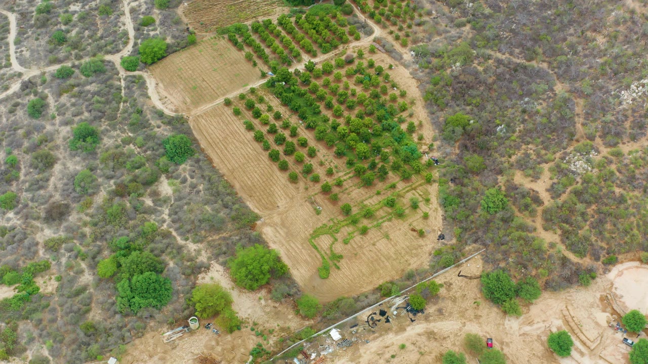 Overhead orchard plot bordered by dirt paths and shrubs