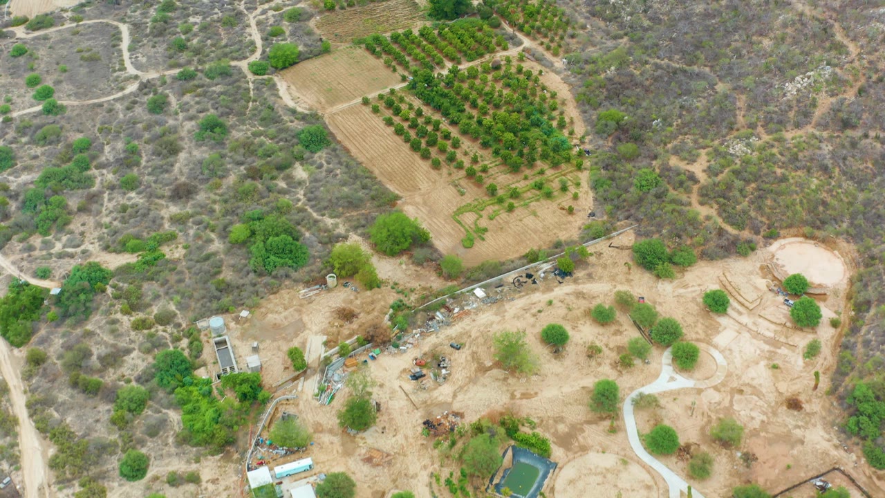 Aerial view of dry farmland with orchard rows and dirt paths.