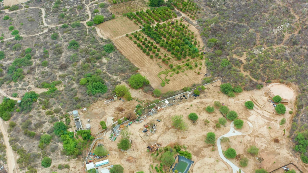 Aerial view in La Playita Los Cabos showing diagonal orchard rows, tan cultivated ground, pale dirt tracks, scrub-covered hillsides, scattered trees, farm materials, and no visible people.