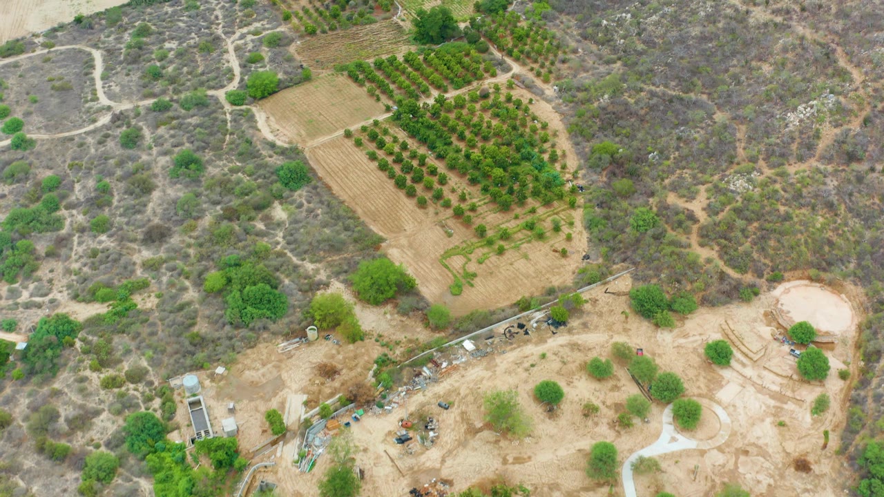 Mid-clip aerial view in La Playita Los Cabos showing the orchard rows shifted left in frame, scrubland above, a dirt road crossing the lower area, small farm structures, and no visible people.