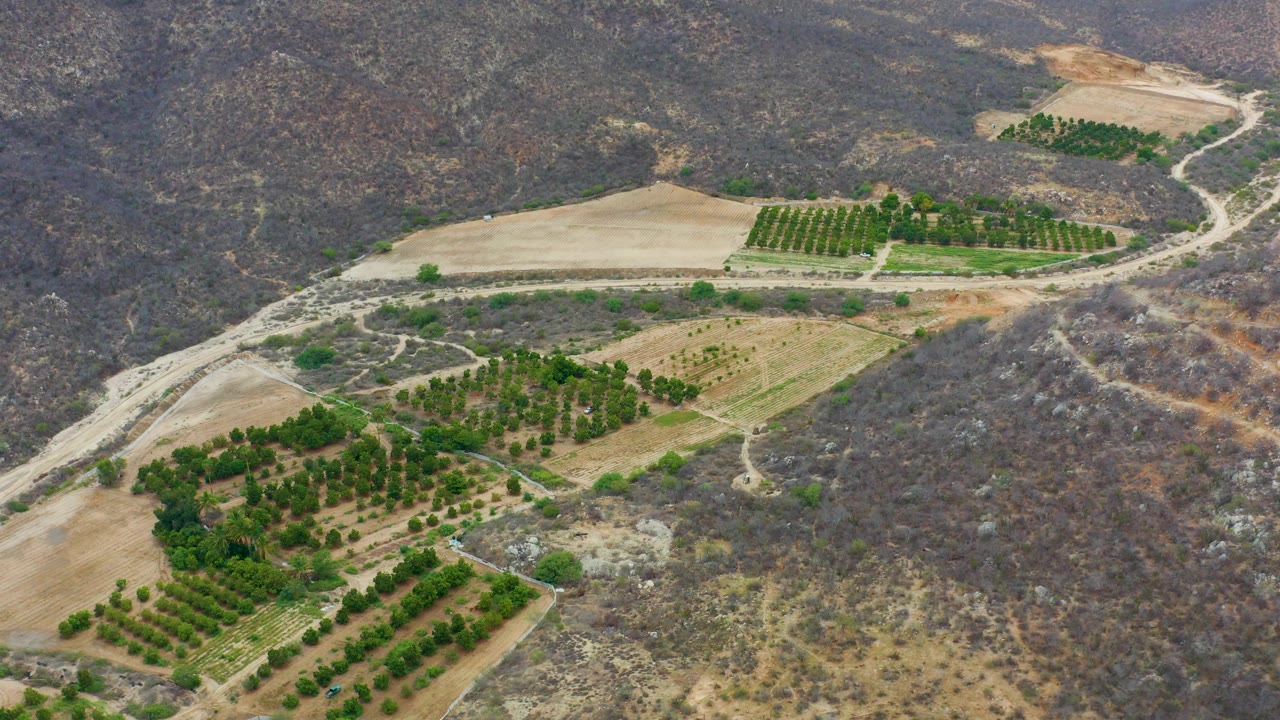 Aerial view of orchards, tan fields, dirt roads, and dry hills.